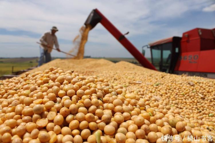 大豆将比美元"价高"?百万吨美大豆返送回国,致使4000多家农场破产