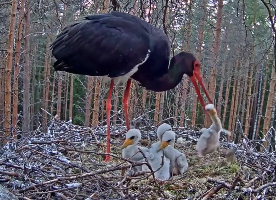 体弱|没良心的母黑鹳,啄伤体弱的幼鸟,还把它丢窝外,让苍鹭叼走