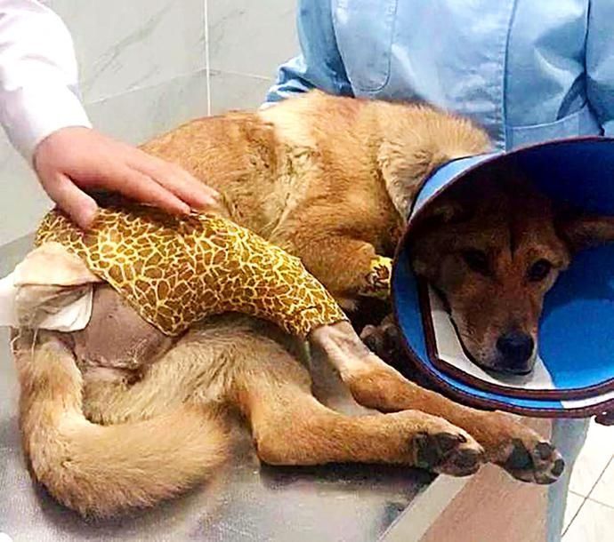  临死前|土狗临死前，怕拖累主人，悄悄躲起来，当发现它时，主人哭了