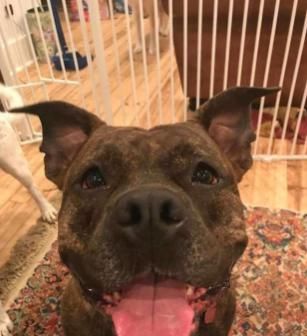 棒棒糖|狗被主人遗弃，主人的话让人愤怒，被救后，狗用行动报恩