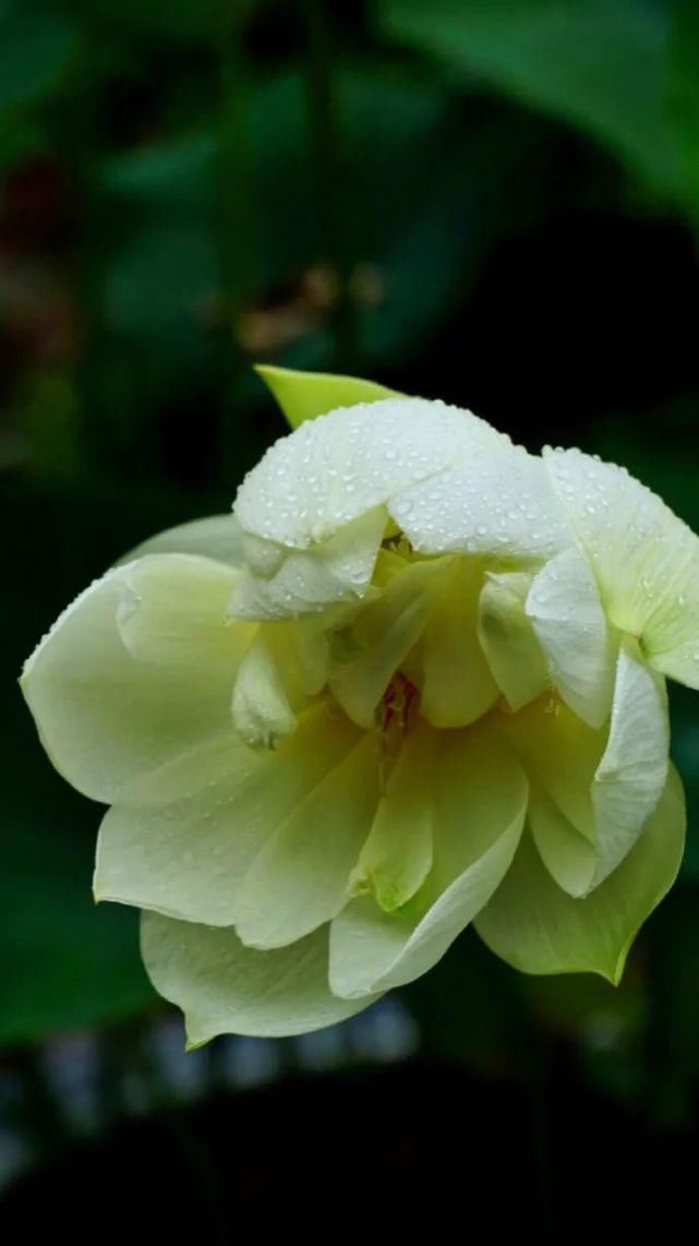 静心|风雅之味,静心解暑