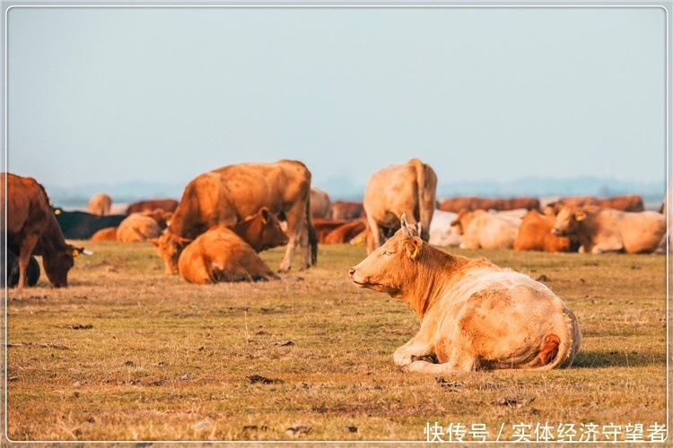 看不到|36岁的人打工看不到希望,想回到农村创业,哪些项目比较有前景?