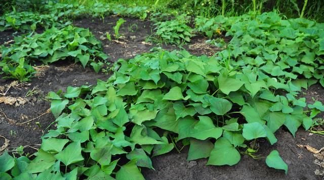  才能|红薯优质高产栽培技术要点，老农来和你们说说，怎么才能增产