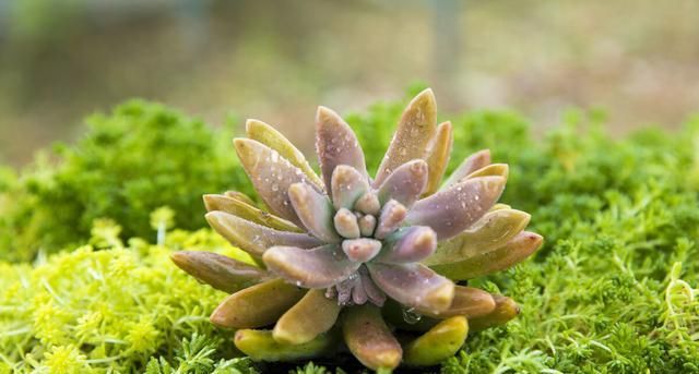 朋友|情感咨询｜栗子姐每日情感问答（0828）