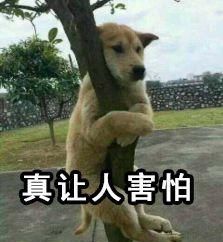  无人问津|《愤怒的小鸟》是如何从万人追捧到无人问津的？