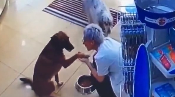 前爪受伤|受伤的狗狗自己跑到药店寻求帮助，在地上翻滚着感谢医生