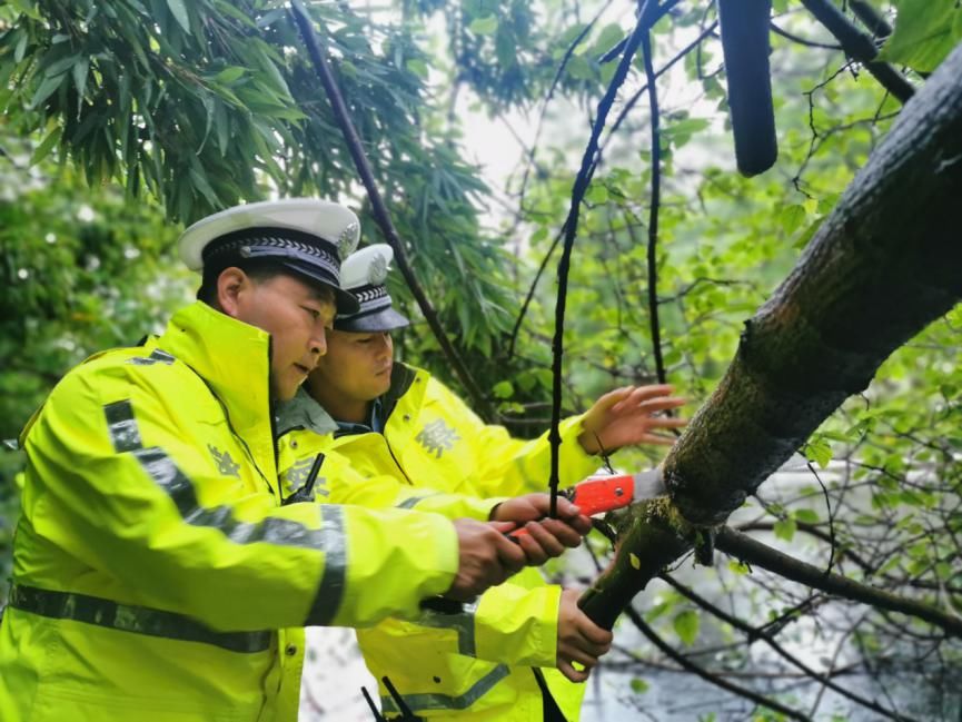  交警|雨大树倒堵路 交警锯树通路