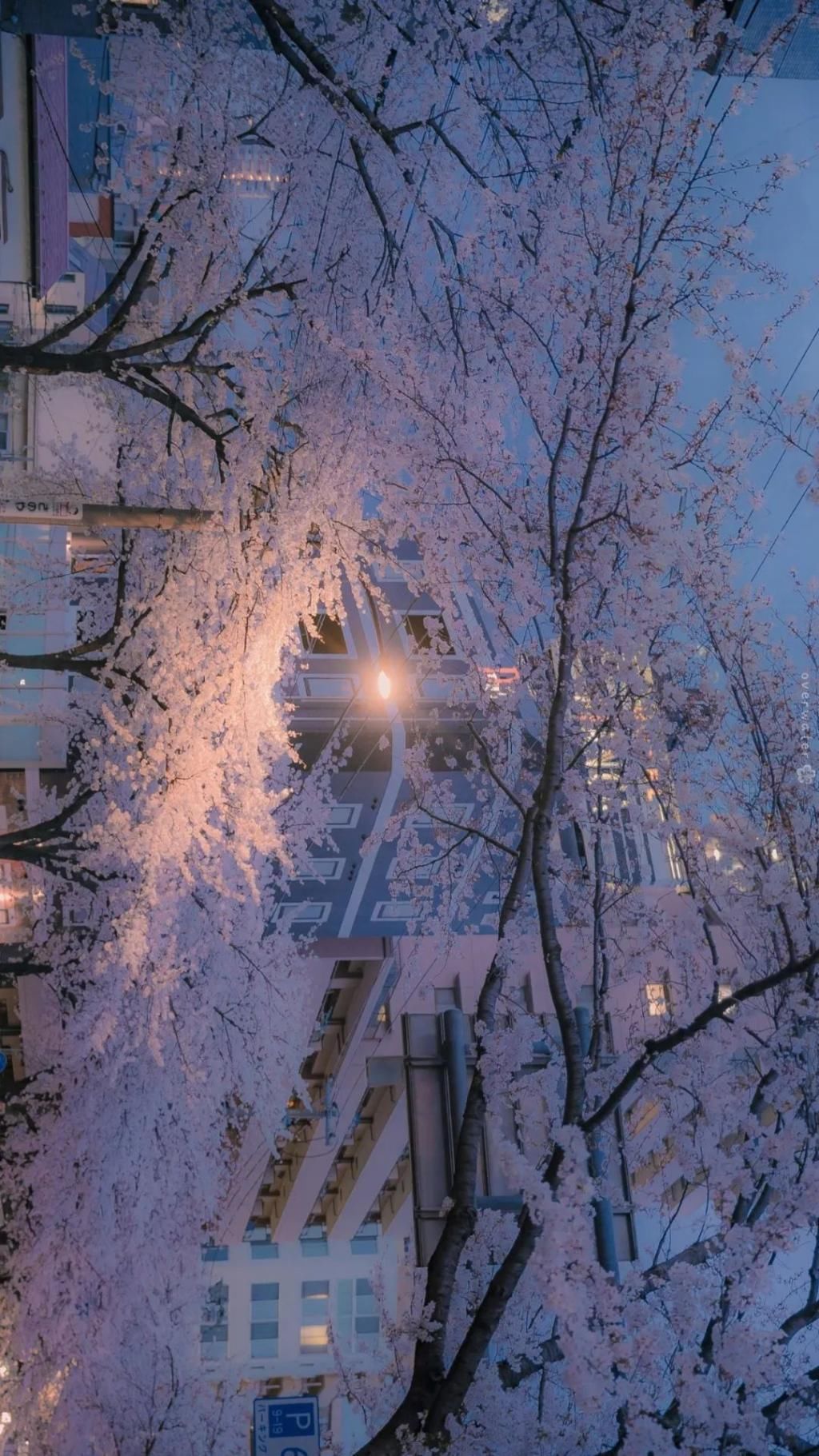  壁纸|「手机壁纸」想在樱花树下遇见你