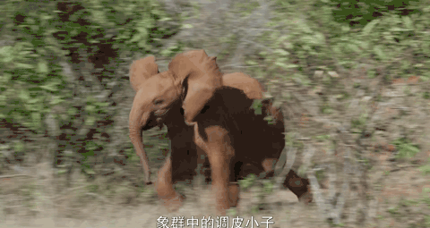  女王|为了躲避猎杀和寻找水源，女王带着族群，开启了逃亡之旅