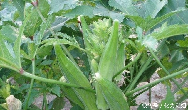 秋葵|黄秋葵好吃又营养!在家种上几棵,一年都有秋葵吃