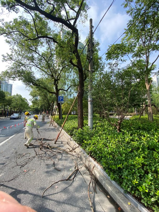 普陀|普陀林荫道“全家福”又添新成员!这两条道路在你家附近吗?