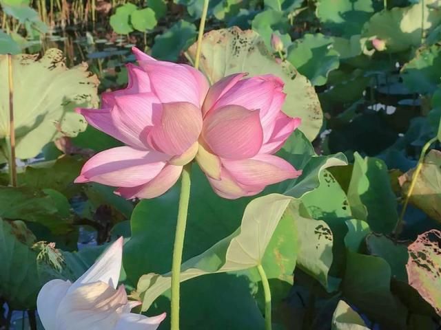  网红|“网红”并蒂莲被摘，网友：这是无法复制的十万分之一