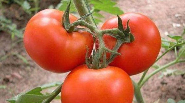  好事|西红柿是生吃好还是煮熟好？吃对了，一些“好事”会降临到你身上