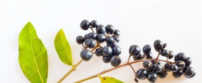 泡水|女贞子泡水喝可以治疗什么?疗效到底怎么样?今天来告诉各位答案