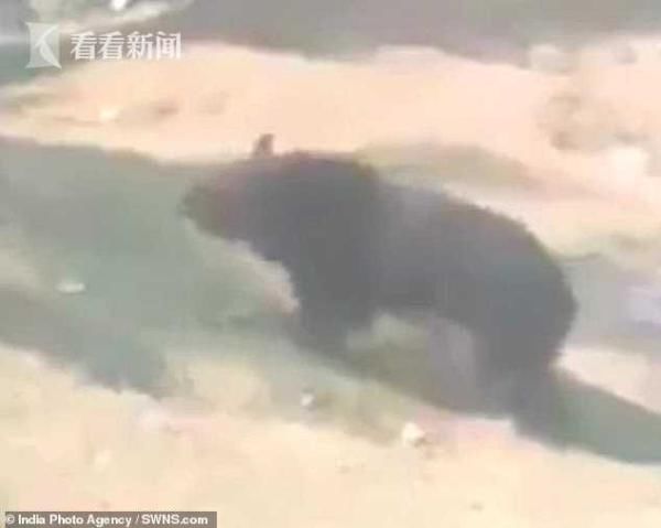  男子|印度55岁男子上班途中遭黑熊“熊抱” 被严重抓伤