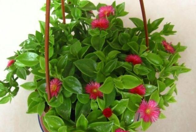 野菜|乡村有些喂猪的野菜,能治胆囊炎、黄疸性肝炎、泌尿路结石等症