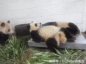 GIF|搞笑GIF:你以为你爸想找我这样的吗?他也是结了婚才知道我是这样的呀!