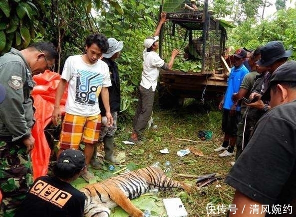 报警|采药女子见一群人打晕老虎,报警后,得知真相女子当面道歉