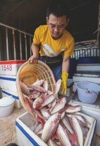 新鲜|天然海鲜 寻味茂名