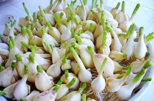  菜农|买回来的大蒜总是会发芽？菜农教我这一招，存放许久都不会坏！