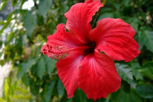  微妙|此花的花语新是鲜的恋情，微妙的美寓意着脱俗、洁净、羞涩