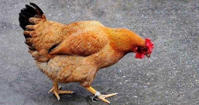 川菜|说鸡肉不香了,是没吃过味压江南十二州,川菜精髓“口水鸡”