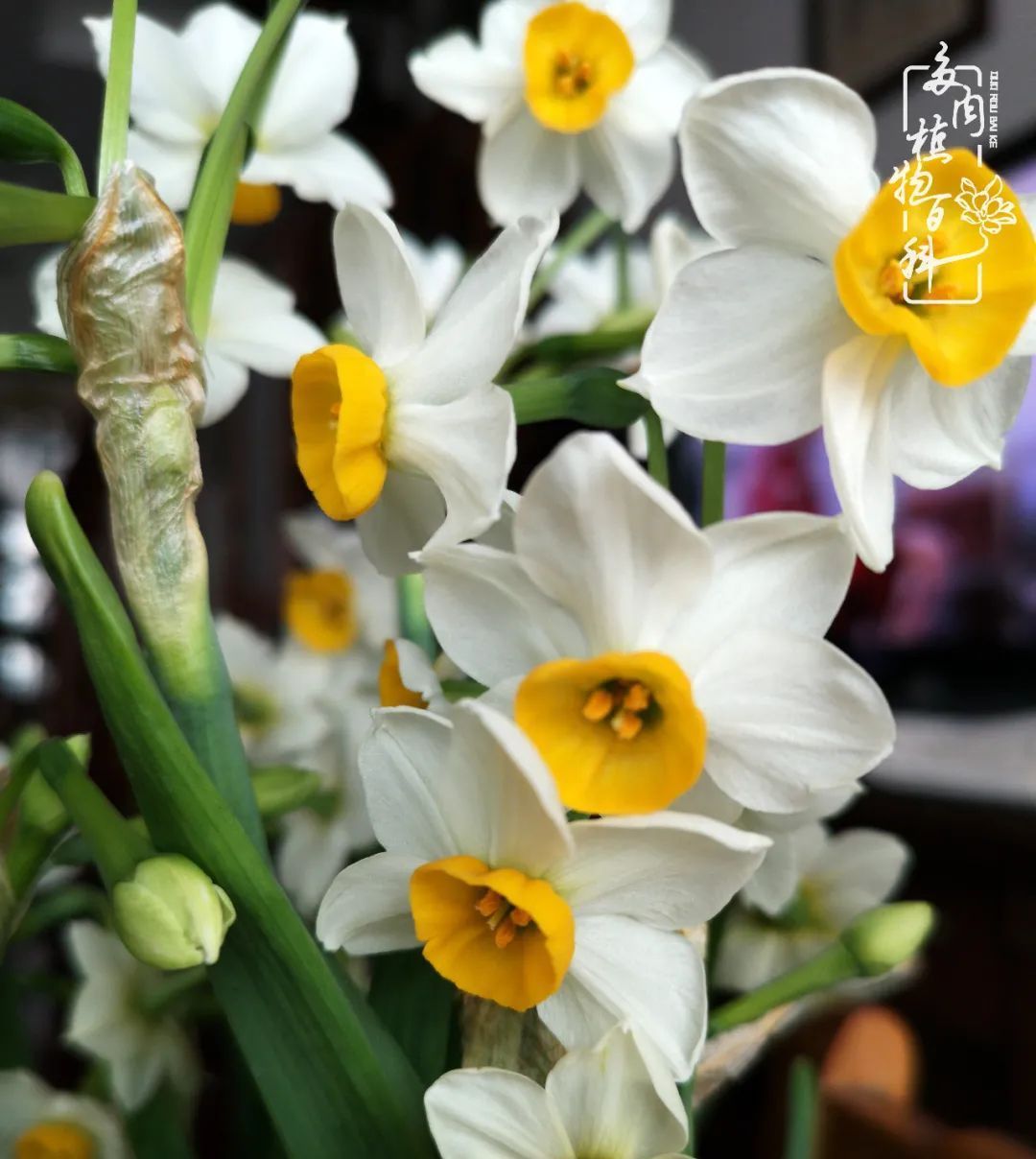  萌化|当粉粉的多肉捧在手心，我体验到了什么叫“萌化了心”