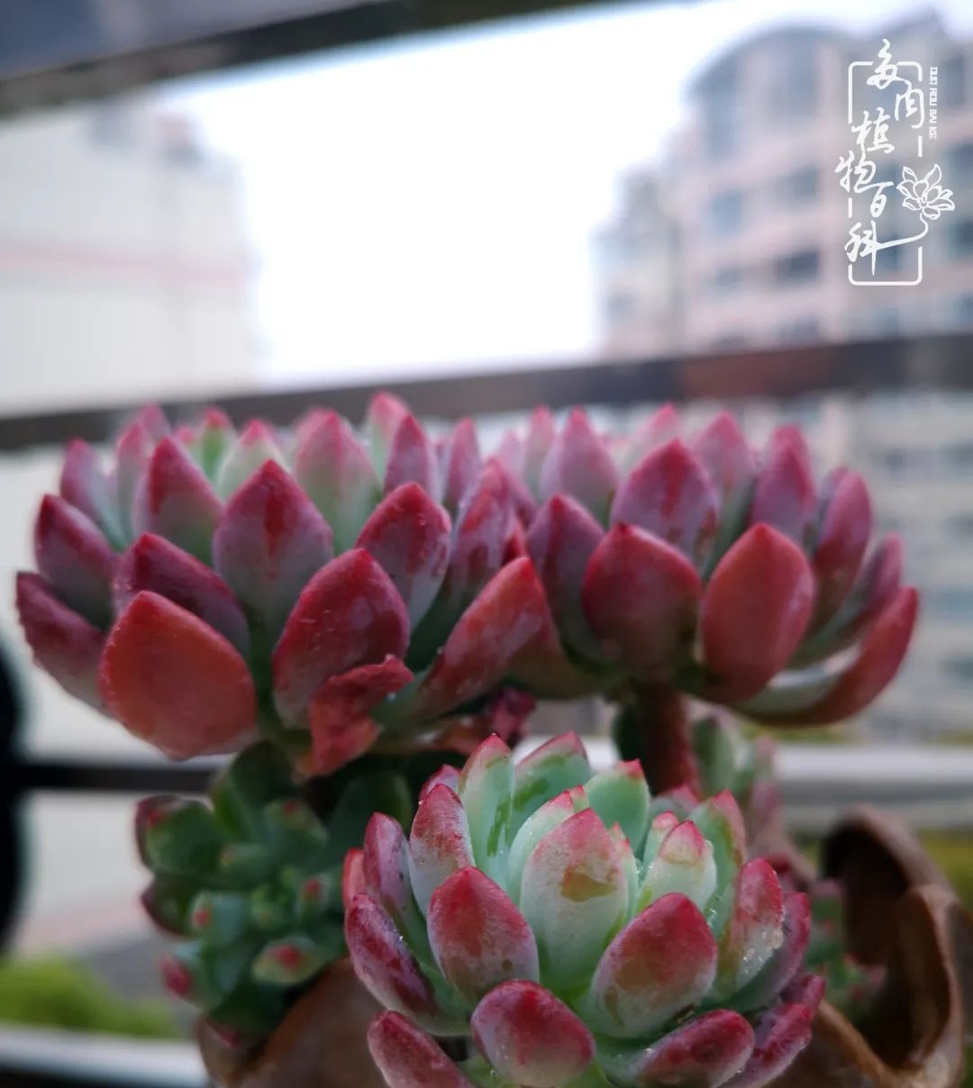  萌化|当粉粉的多肉捧在手心，我体验到了什么叫“萌化了心”