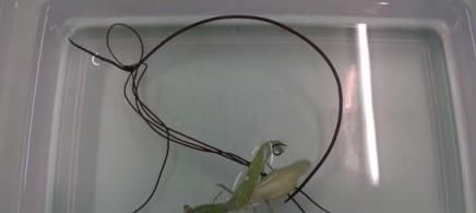  宿主|铁线虫是一种什么样的生物？它真的会入侵人体吗？专家做出解释
