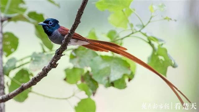 直线距离|这种鸟会吃成个胖子，飞成个瘦子，一口气能飞上万公里……