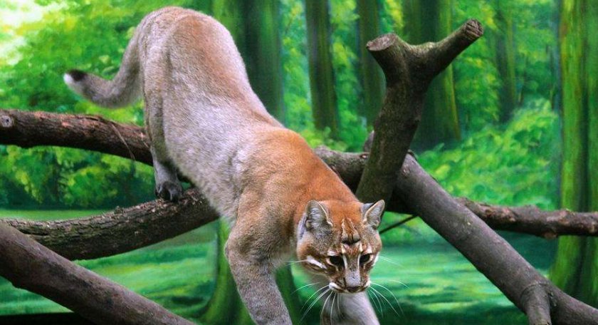  何物|传说中猛兽“彪“是何物？能杀死老虎，2005年后我国仅拍到3次