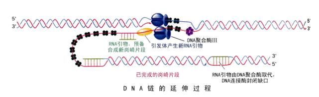 诺贝尔化学奖|2020年诺贝尔化学奖：基因编辑