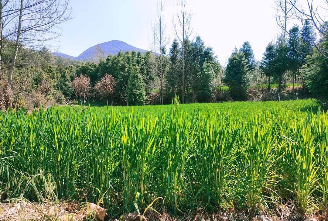 红米|2000左右值得入手双模5G手机推荐就它吧,性价比碾压红米K305G