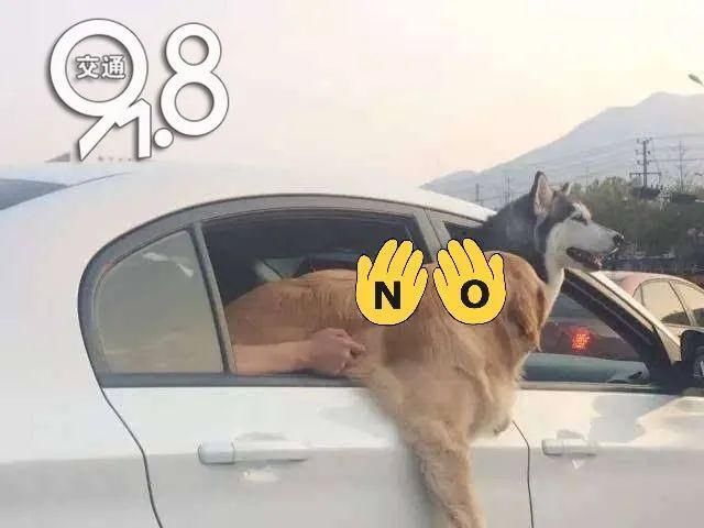  小车|一小车高速狂飙，打开车门后惊了：脚边露出一双眼睛