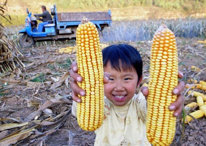 中国|世界粮食危机惊心动魄，饿过肚子的中国早有准备！