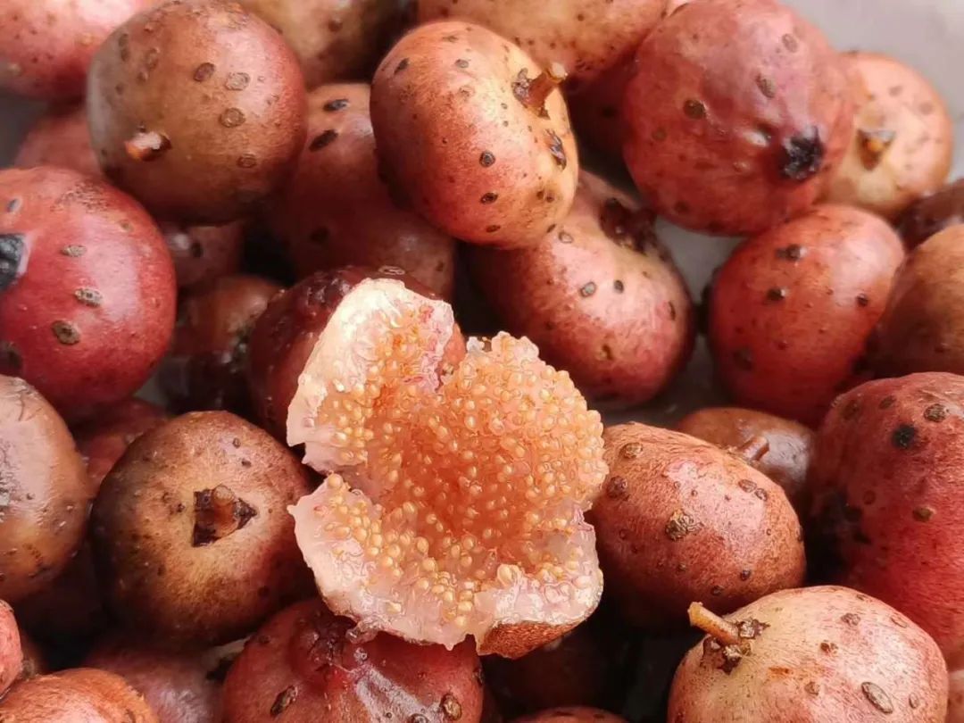  斗鸡|就问你晓得仁寿“斗鸡公”不？