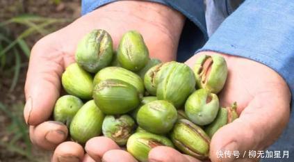 酷似|果实酷似橄榄,三年才成熟,新鲜的不值钱,干果卖400元1公斤