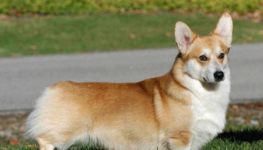  主人|19岁狗狗和主人都患上了“老年痴呆”，却在见面瞬间认出了彼此