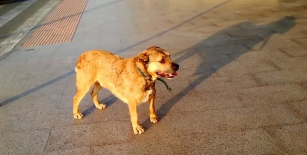  到处|这只无依无靠的流浪狗，拖着8公斤肿瘤到处求救，结局很暖心