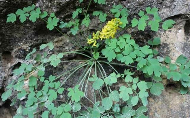 种野生植物|生在高处被观赏，却不知价值500元一斤，但野生较少，别错过