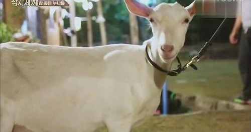 抄袭|《向往》再陷“抄袭”事件,不止内容框架一样,连时间先导也雷同