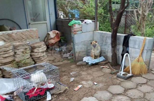  沿街乞讨|演技不如狗？“残疾”狗拖着双腿沿街乞讨，围观群众却说：别管它！