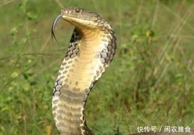 黑曼巴蛇|看见它们,第一反应就是跑,它们太危险了。