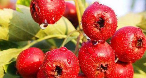 开胃|没食欲的人要常吃3物，开胃消食，促进排便，美容肌肤，气色好