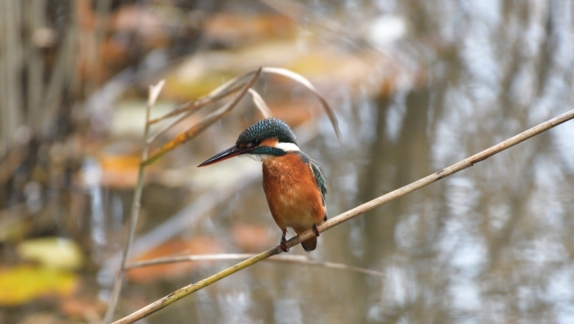  得失|感情中随心所欲，不计较得失，只向往真爱的4大星座