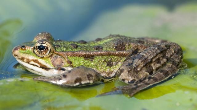 万年前|在地下20米的矿床发现一只青蛙, 竟是200万年前的活青蛙