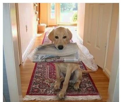  沦落|狗狗帮主人跑腿，在路口遇上“知音”，眼神：同是天涯沦落狗