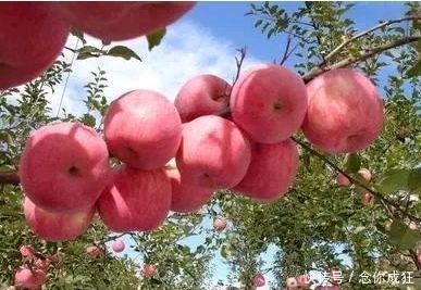 学会|苹果好吃难挑选?学会几个挑选技巧,买的苹果个个脆甜又好吃