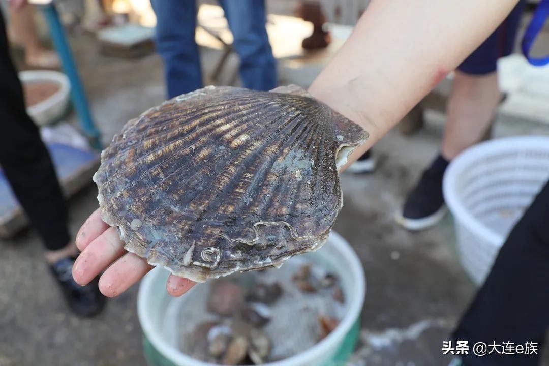 海鲜|今天开海！渔船回来啦！看看都有啥