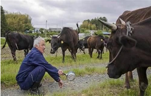  照顾|他不顾家人阻拦，进入福岛核辐射区照顾变异动物6年，如今怎样了